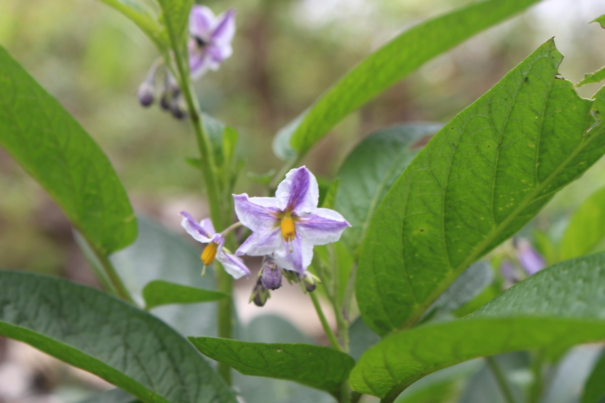 Solanum muricatum Aiton